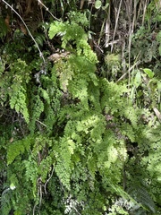 Adiantum raddianum