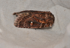 Dasygaster oressigenes