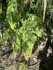 Adiantum raddianum