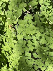 Adiantum raddianum