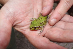 Ranoidea novaehollandiae