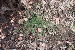 Chenopodium nutans nutans