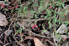 Chenopodium nutans nutans