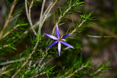 Calectasia intermedia
