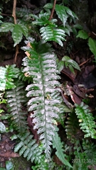 Hymenasplenium subnormale