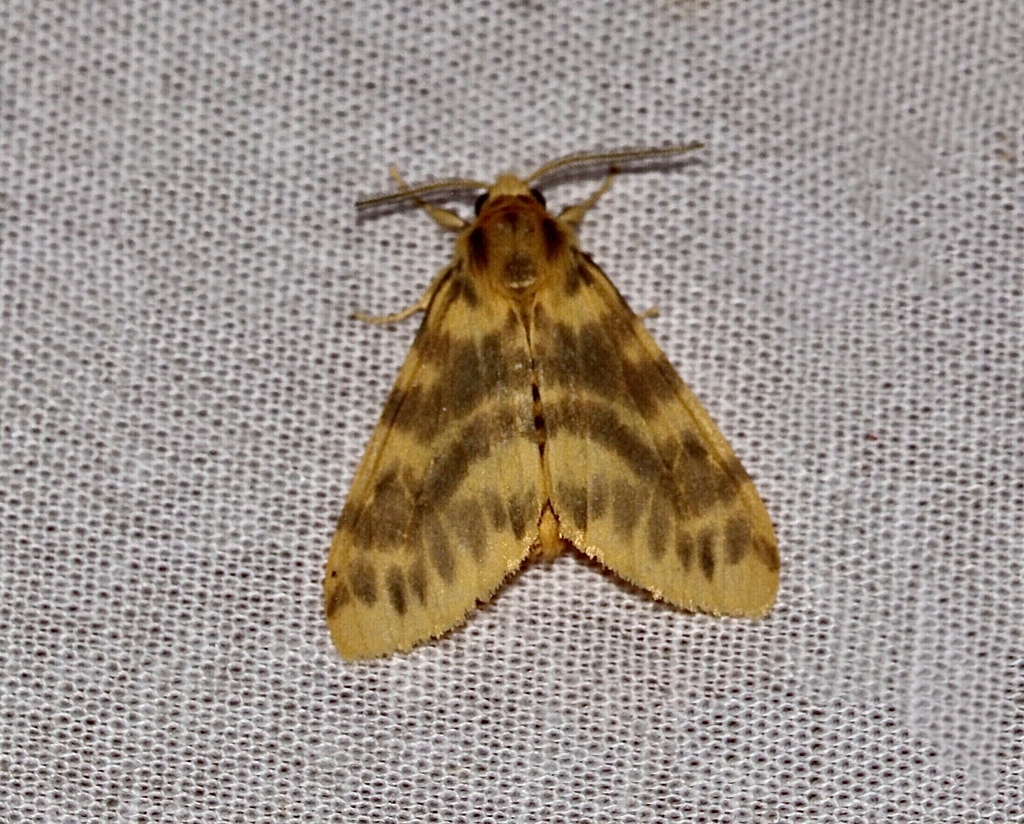Lemyra malshejensis