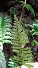 Hymenasplenium subnormale