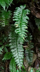 Hymenasplenium subnormale