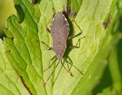 Gelonus tasmanicus