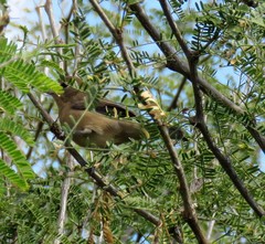 Passerina versicolor