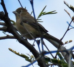 Passerina versicolor