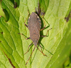 Gelonus tasmanicus
