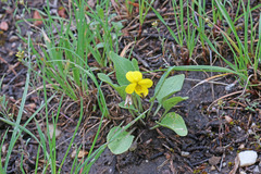Viola vallicola