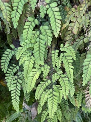 Adiantum cunninghamii