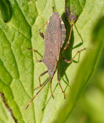 Gelonus tasmanicus