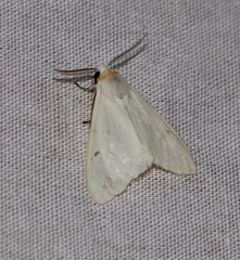 Lemyra spilosomata
