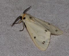 Lemyra spilosomata