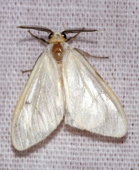 Lemyra spilosomata