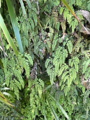 Adiantum cunninghamii