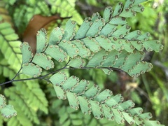 Adiantum cunninghamii