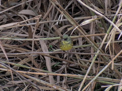 Emberiza personata