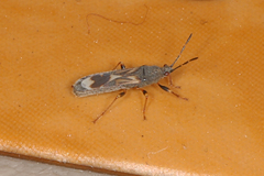 Ischnodemus variegatus