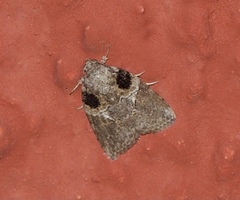 Garella rotundipennis