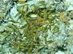 Halophila