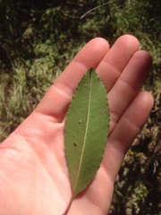 Heteromeles arbutifolia
