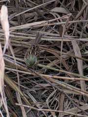 Emberiza personata