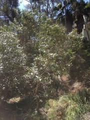 Heteromeles arbutifolia