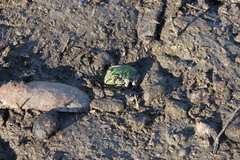 Ranoidea novaehollandiae