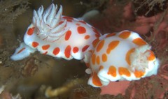 Goniobranchus tasmaniensis
