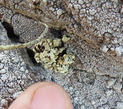 Lecanora phryganitis