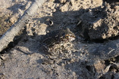 Ranoidea novaehollandiae