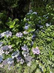 Hydrangea macrophylla