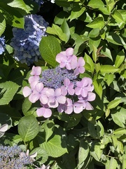Hydrangea macrophylla