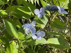 Hydrangea macrophylla