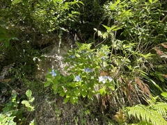 Hydrangea macrophylla