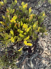 Arctostaphylos hookeri hookeri