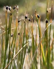 Trichophorum pumilum