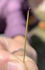 Trichophorum pumilum