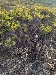 Arctostaphylos hookeri hookeri
