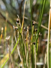 Trichophorum pumilum