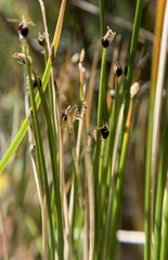 Trichophorum pumilum