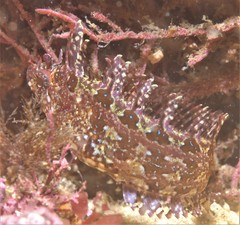Heteroclinus roseus