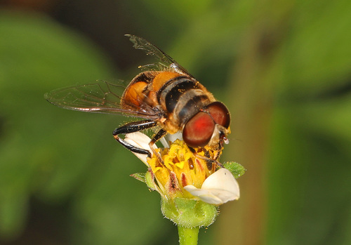 Double-banded Plushback