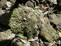 Glossostigma elatinoides
