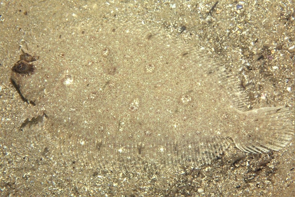 Smalltooth Flounder from Sydney NSW, Australia on December 31, 2021 at