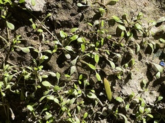 Glossostigma elatinoides